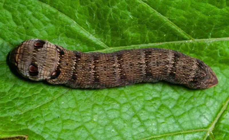 Caterpillars That Look Like Snakes