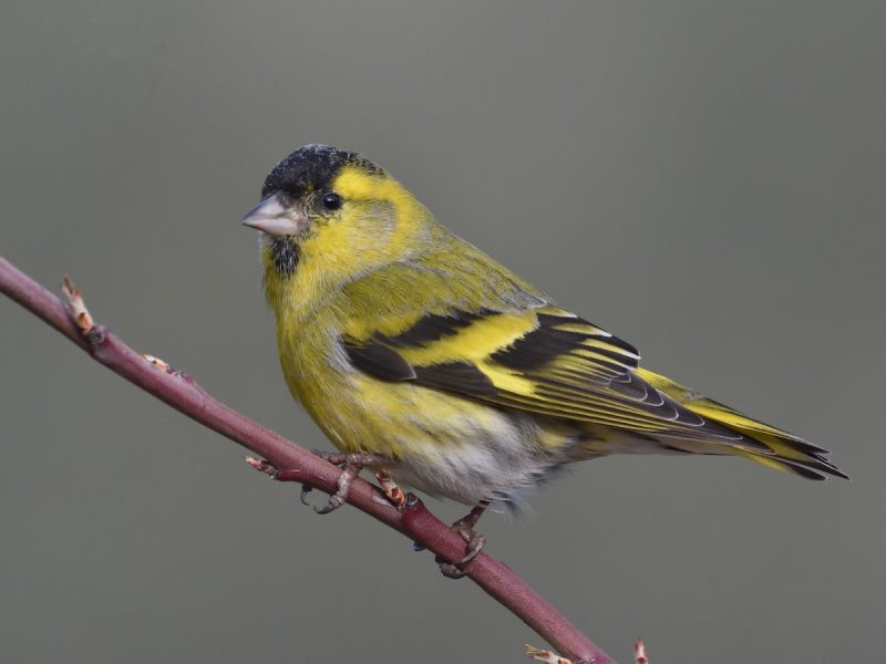 Types of Finches