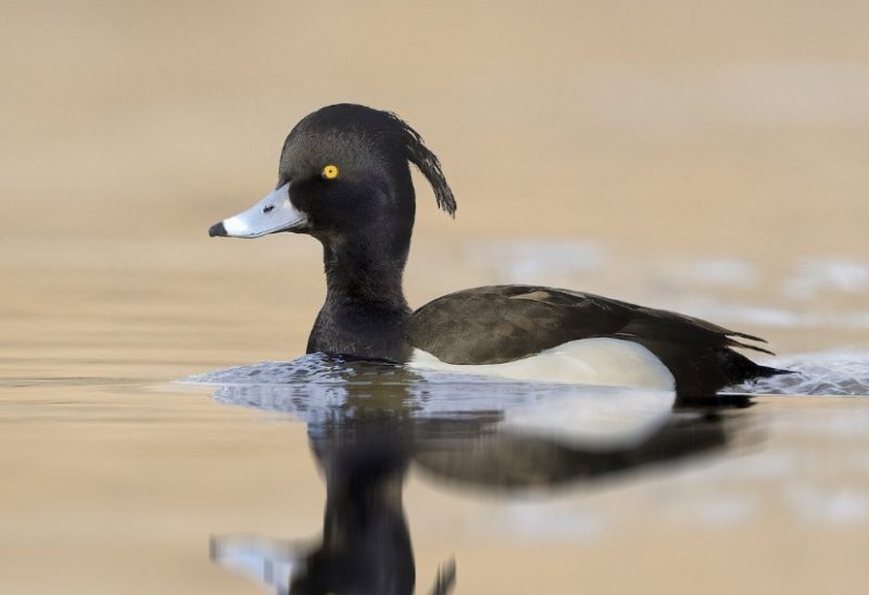 Ducks with Mohawks