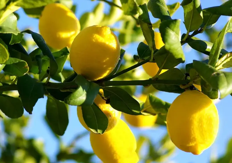 Types of Lemons