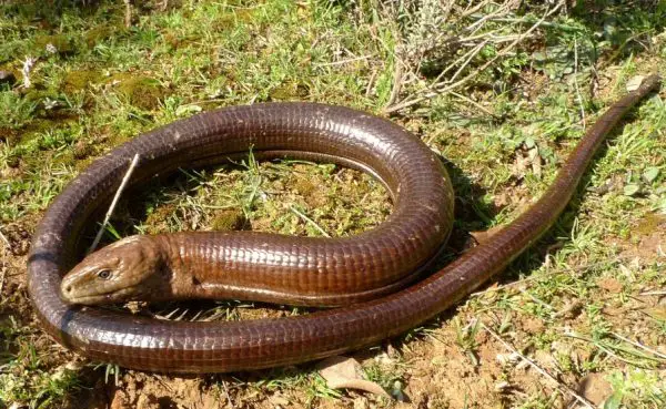 Legless Lizard