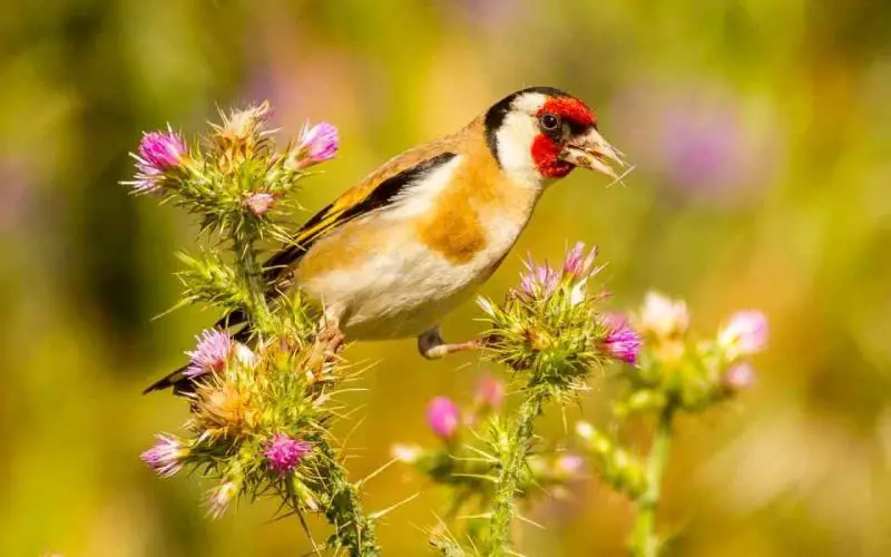 Types of Finches