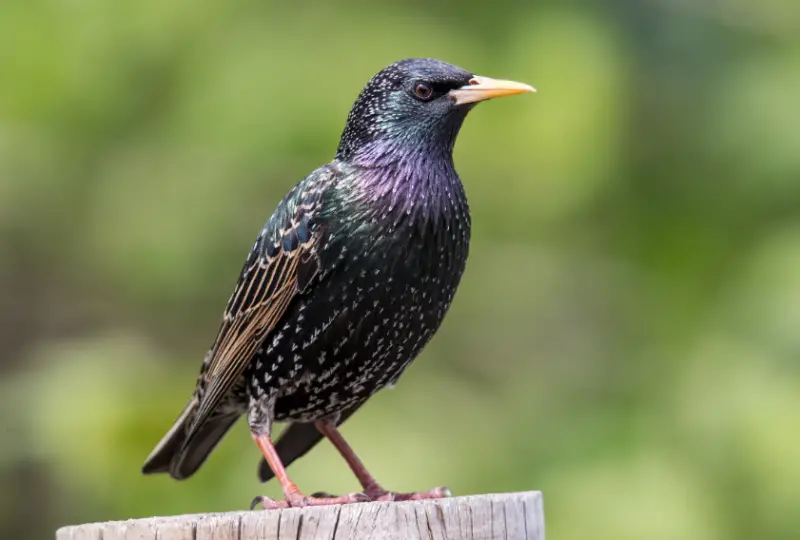 Black Birds With Yellow Beaks