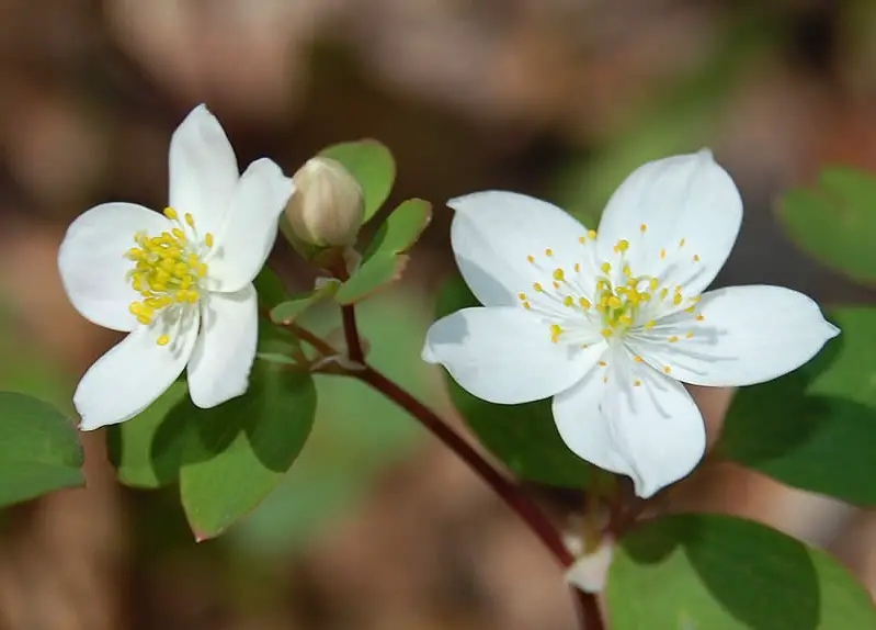 Flowers That Start With F 