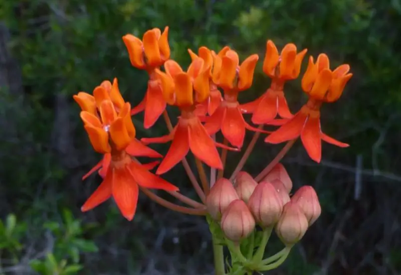 Types of Milkweed