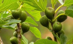 Fig Plant Care and Growing Guide (Most Detailed)