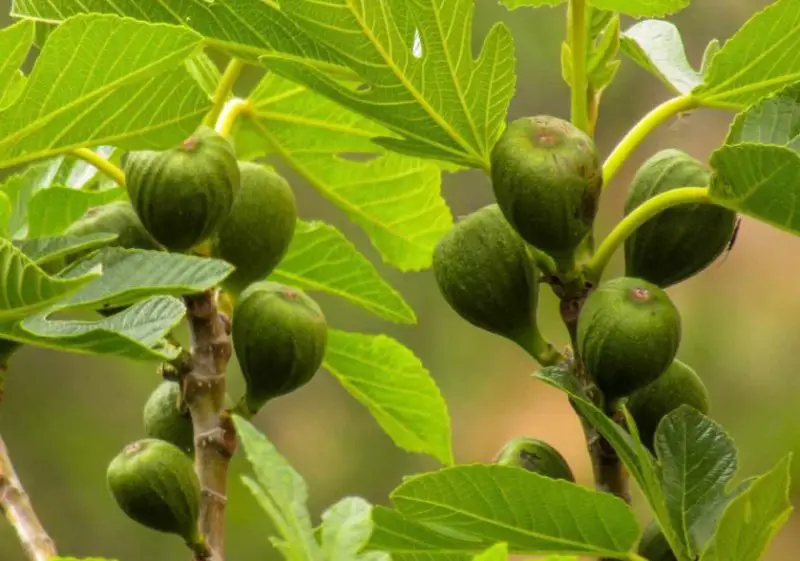 Fig Plant Care