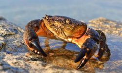 23 Common Types of Crabs (With Pictures and Identification)