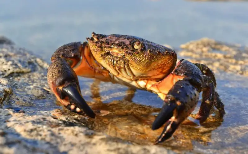 Types of Crabs