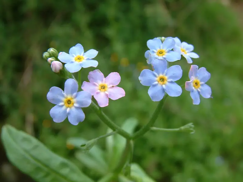 Flowers That Start With F