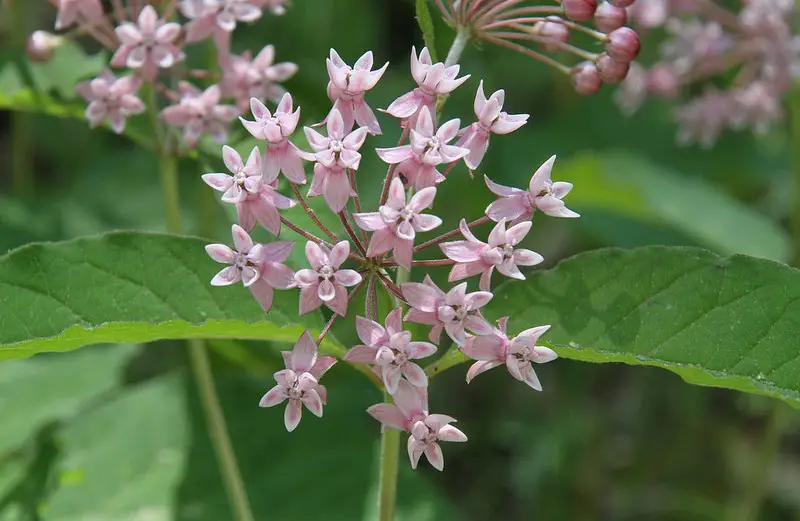 Types of Milkweed