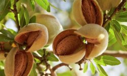 17 Types of Almond Trees (With Pictures and Identification)