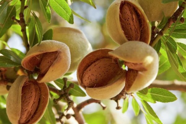 Almond Trees