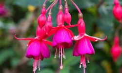 Fuchsia Plant Care and Growing Guide (Most Detailed)