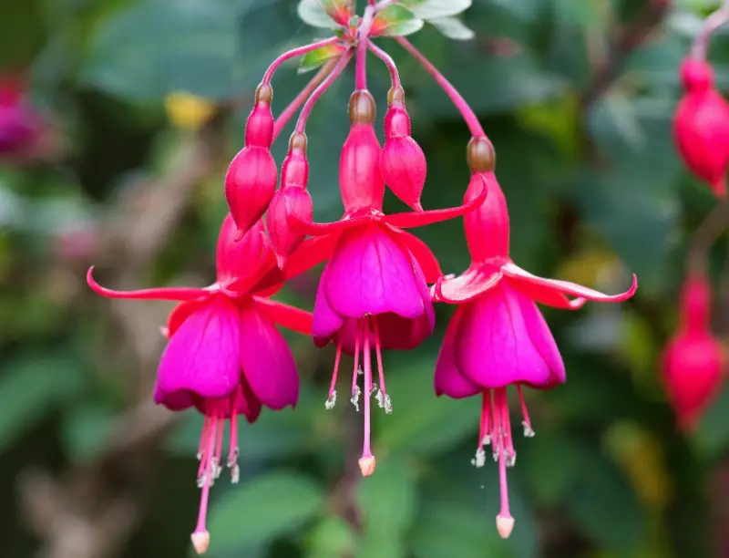 Fuchsia Plant Care