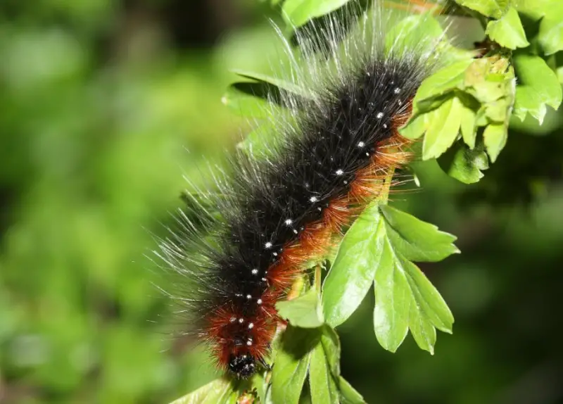 Black caterpillars with spikes