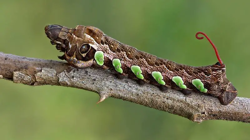 Caterpillars That Look Like Snakes