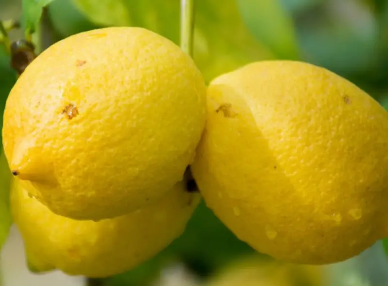 Types of Lemons