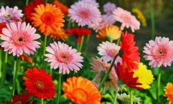 Gerbera Daisy Plant Care and Growing Guide (Most Detailed)