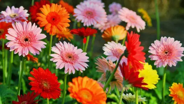 Gerbera Daisy Plant Care