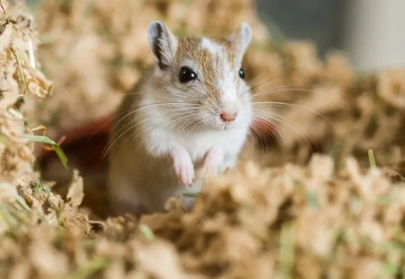 Different Types of Rodents