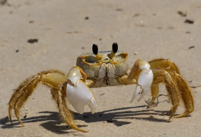 Types of Crabs