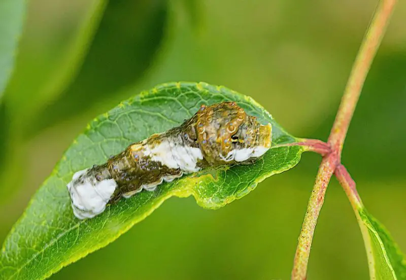 Caterpillars That Look Like Snakes