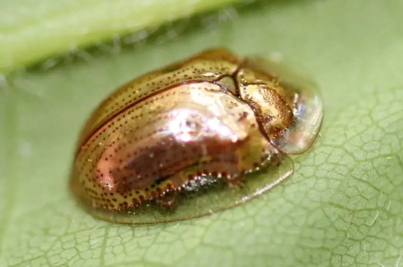 Tiny Orange Bugs