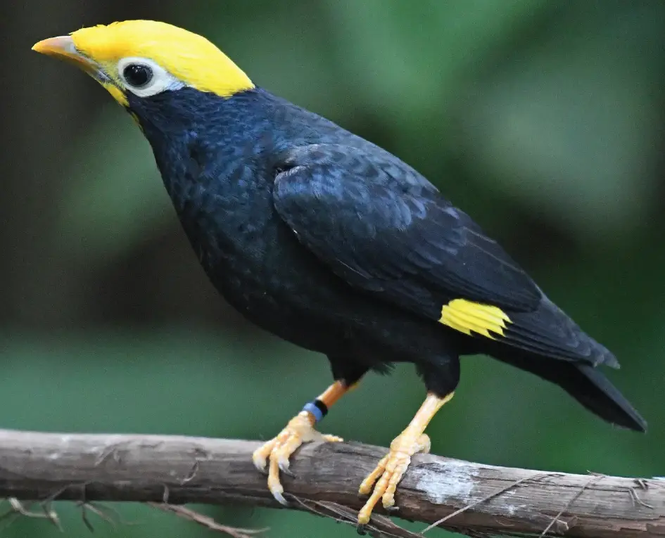 Black Birds With Yellow Beaks