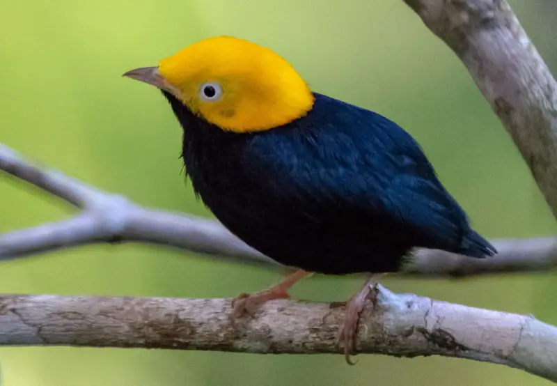 Black Birds With Yellow Beaks