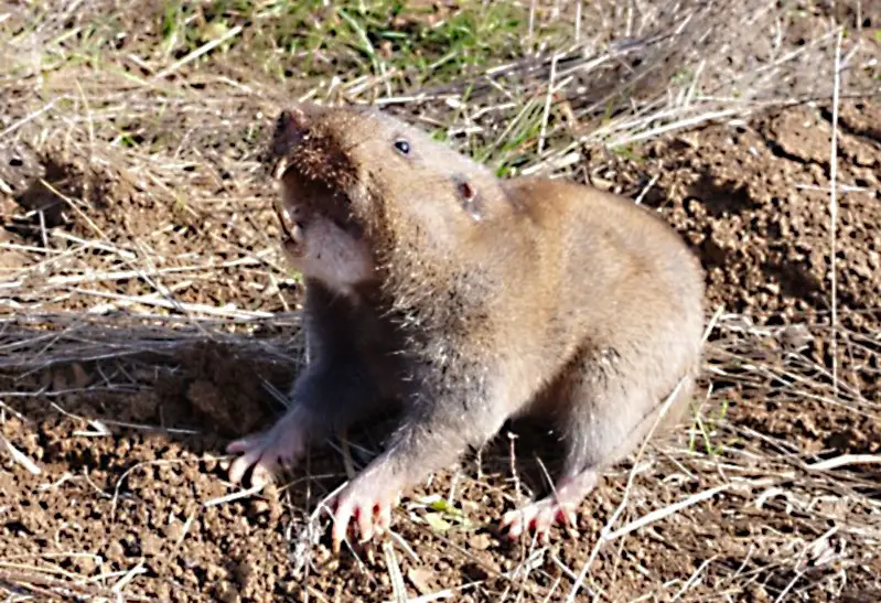 Different Types of Rodents