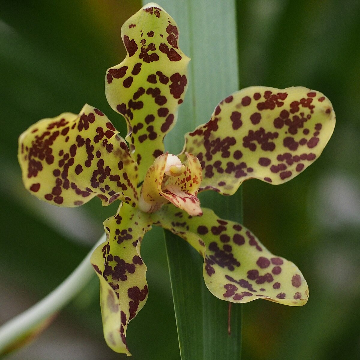 Types of Orchids