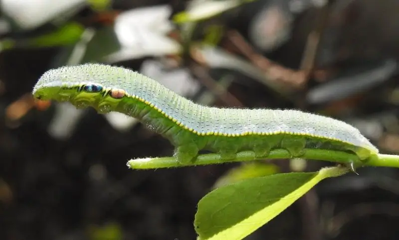 Caterpillars That Look Like Snakes