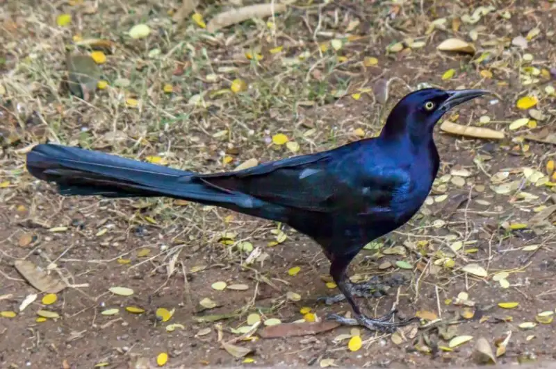 Black Birds With Blue Heads