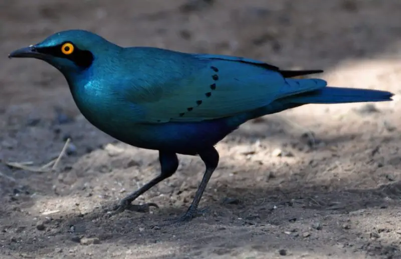 Black Birds With Blue Heads