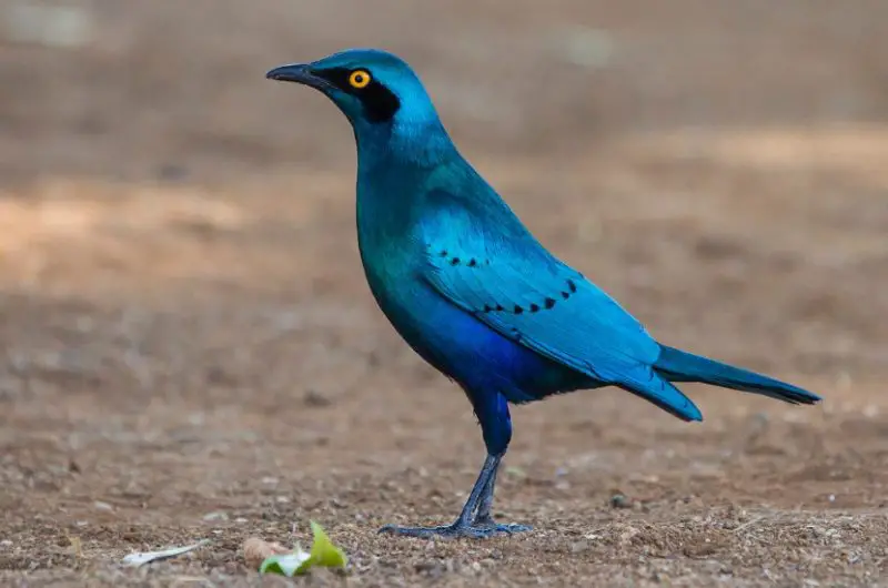 Black Birds With Blue Heads