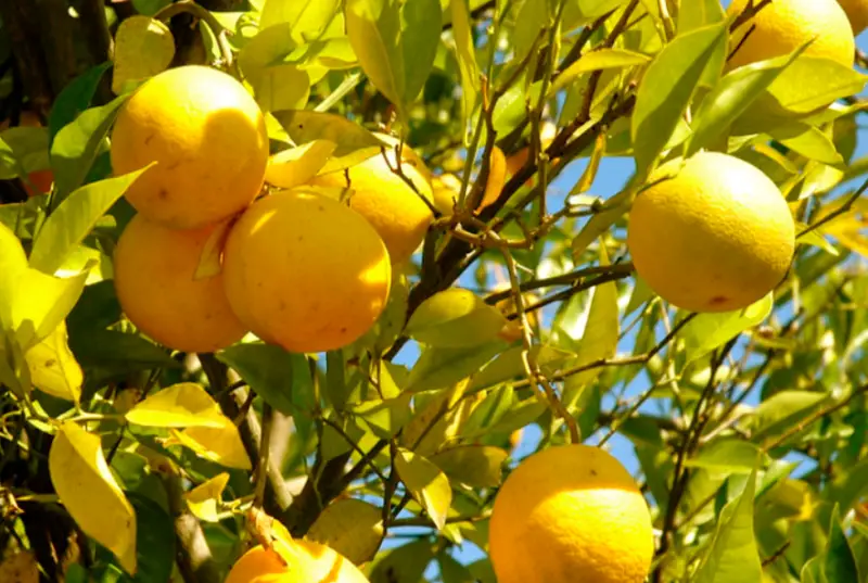 Types of Lemons