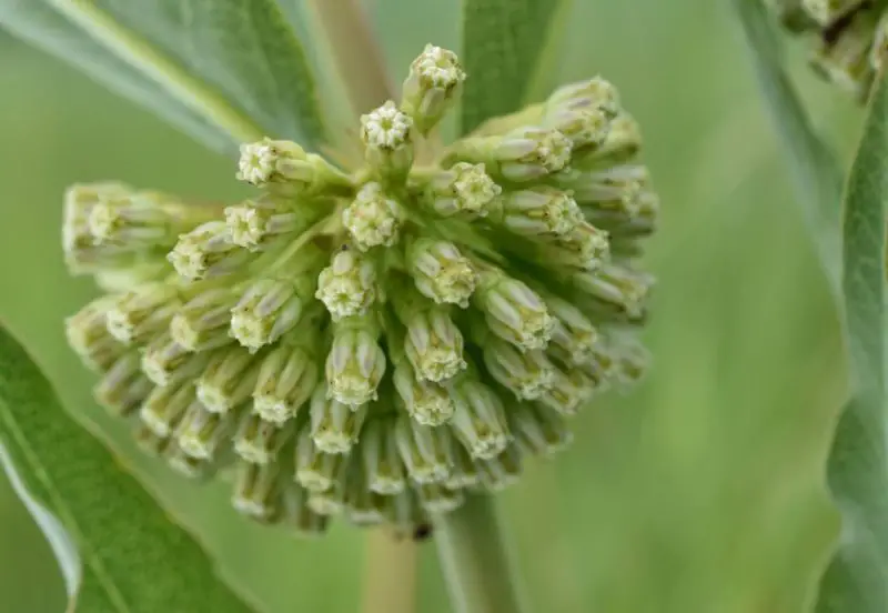 Types of Milkweed