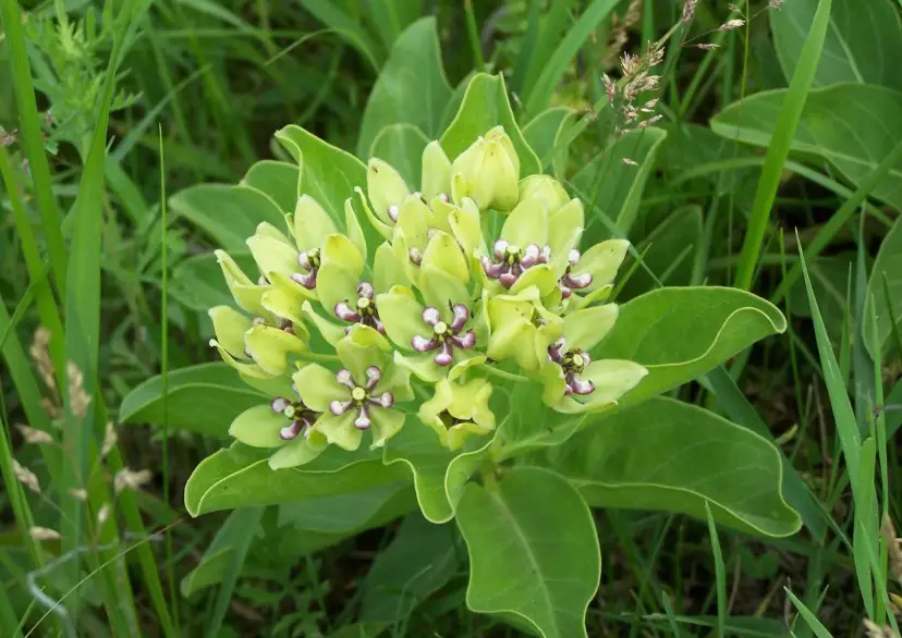 37 Types Of Milkweed With Pictures And Identification Green Milkweed Asclepias Viridis