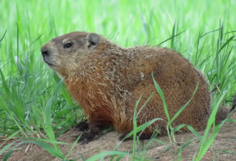 Different Types of Rodents