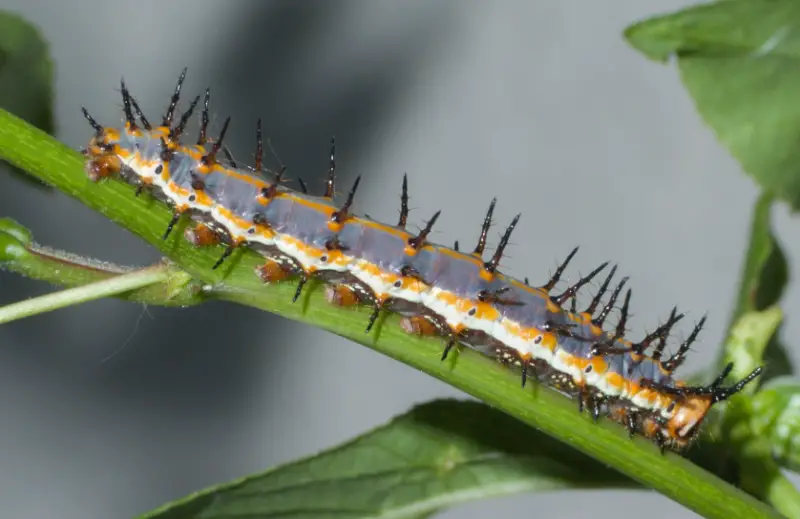 Black caterpillars with spikes