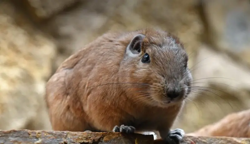 Different Types of Rodents