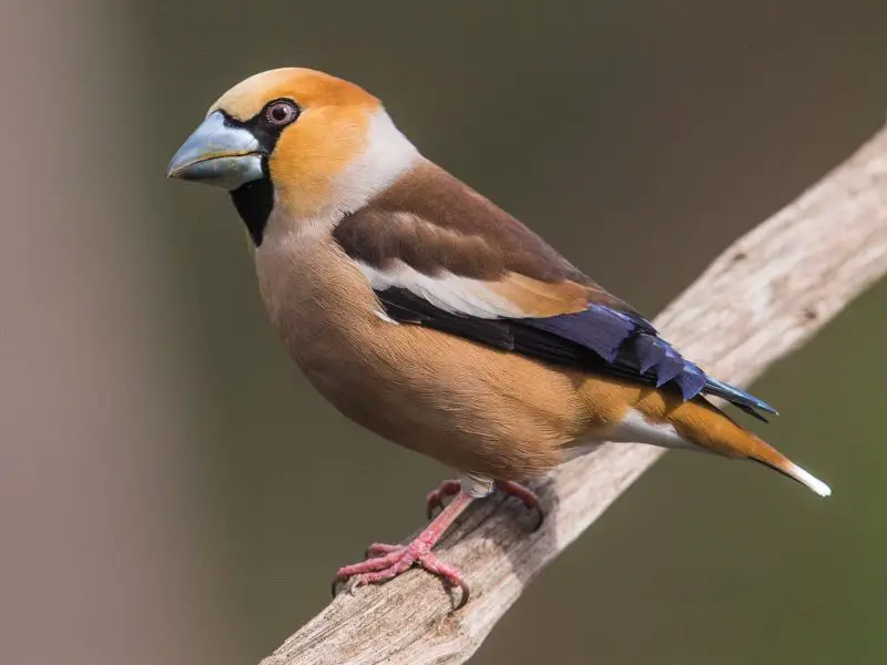 Types of Finches