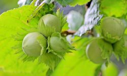 Hazelnut Trees Care and Growing Guide (Most Detailed)