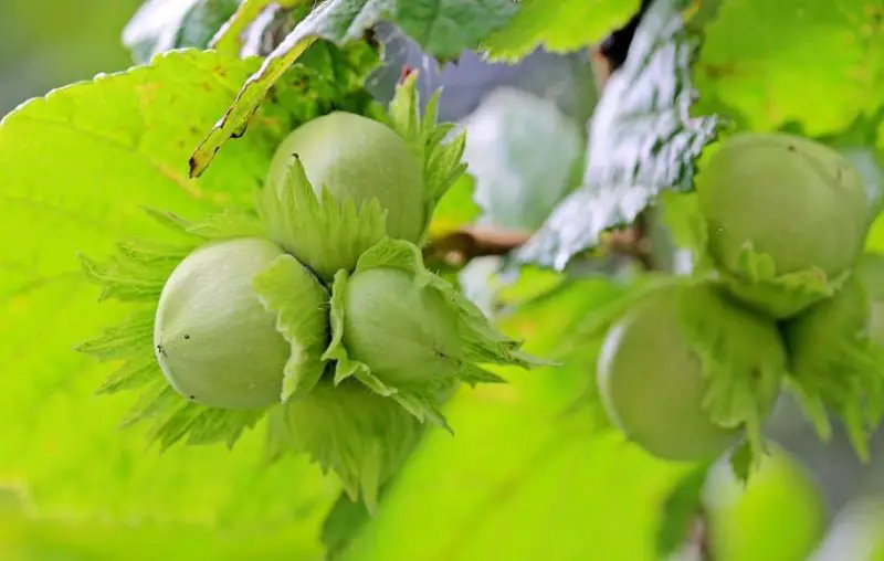 Hazelnut Trees