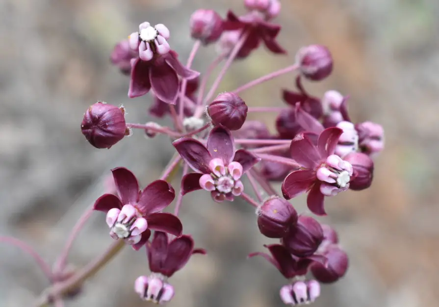 37 Types Of Milkweed With Pictures And Identification Heart Leaf Milkweed Asclepias Cordifolia