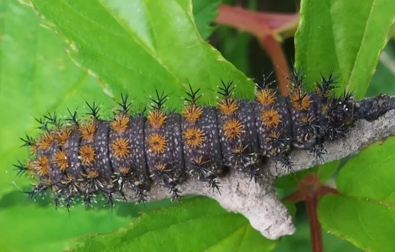 Black caterpillars with spikes