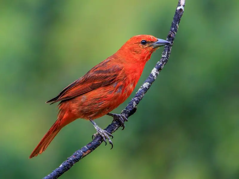 Cardinal Birds