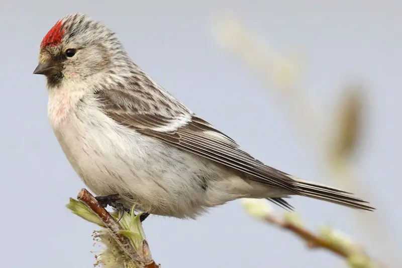 Types of Finches