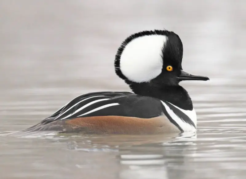 Ducks with Mohawks